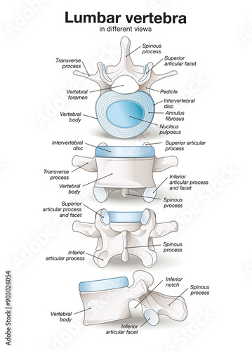 Healthy lumbar vertebrae. Different views. Labeled illustration photo