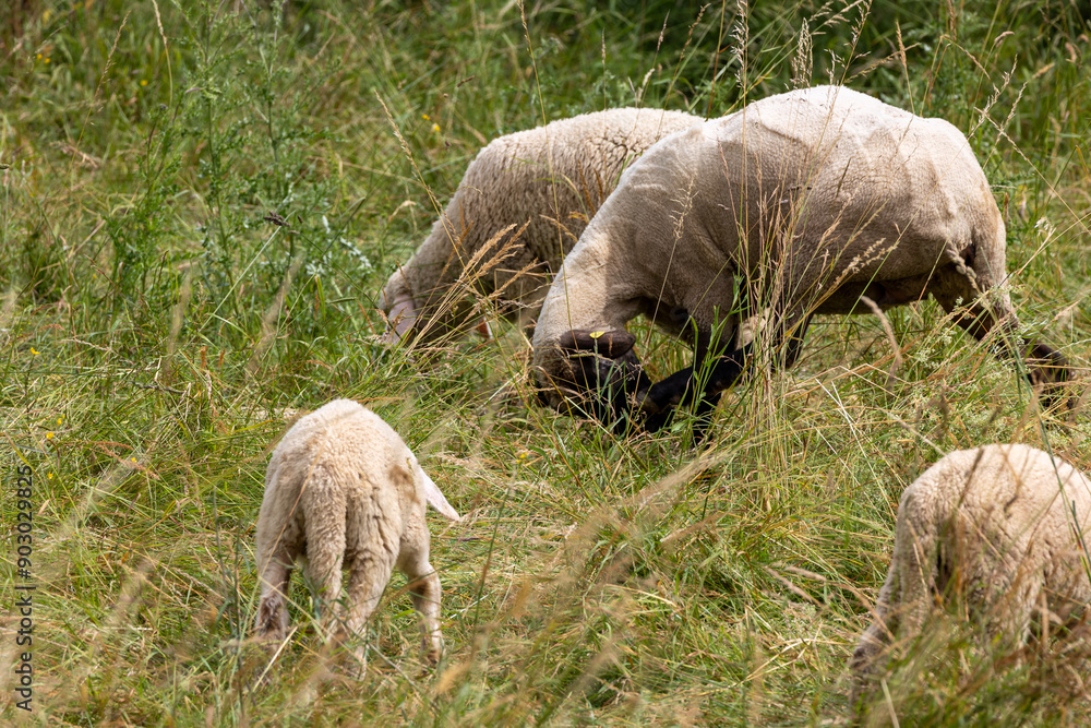 Obraz premium A herd of sheep grazing in a field