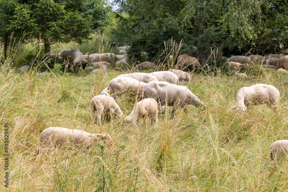 A herd of sheep grazing in a field A herd of sheep grazing in a field