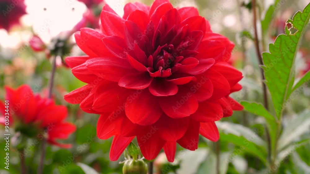 Vibrant Red Dahlia Blossoms Flourishing in a Sunny Garden During Early Summer Vibrant Red Dahlia Blossoms Flourishing in a Sunny Garden During Early Summer