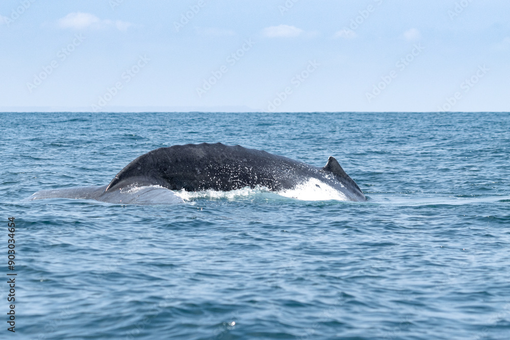 Fototapeta premium Humpback whale dorsal fin, coastal whale watching, ecotourism in Ecuador