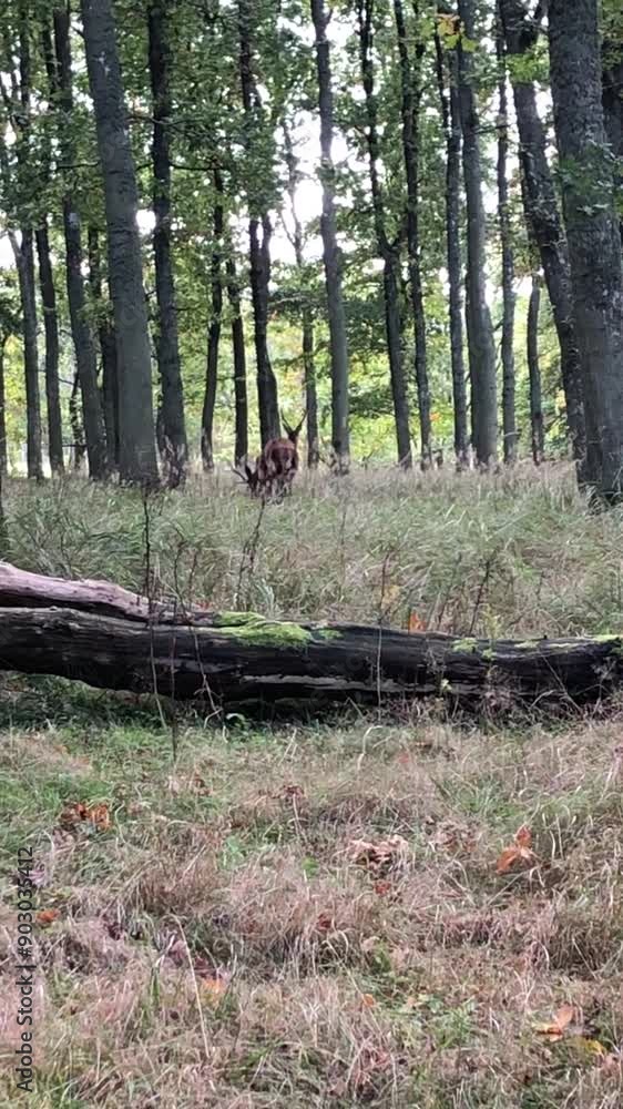 red deer in the forest red deer in the forest