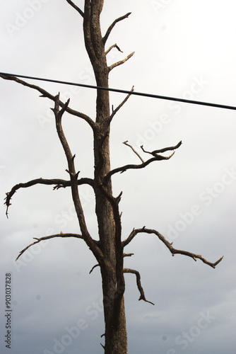 Wallpaper Mural Dried up tree on an ovarcasy summer morning Torontodigital.ca