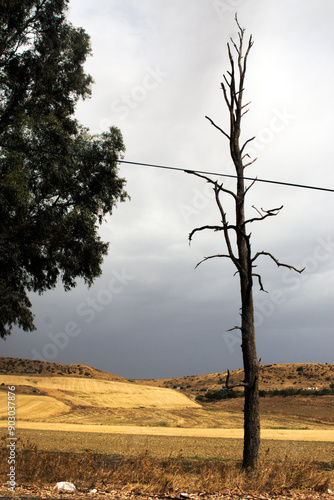 Wallpaper Mural Dried up tree on an ovarcasy summer morning Torontodigital.ca