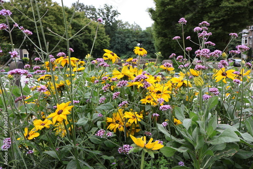 Yellow and purple wildflowers in a field