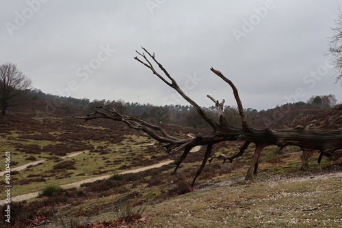 Fallen tree in Veluwezoom-posbank photo