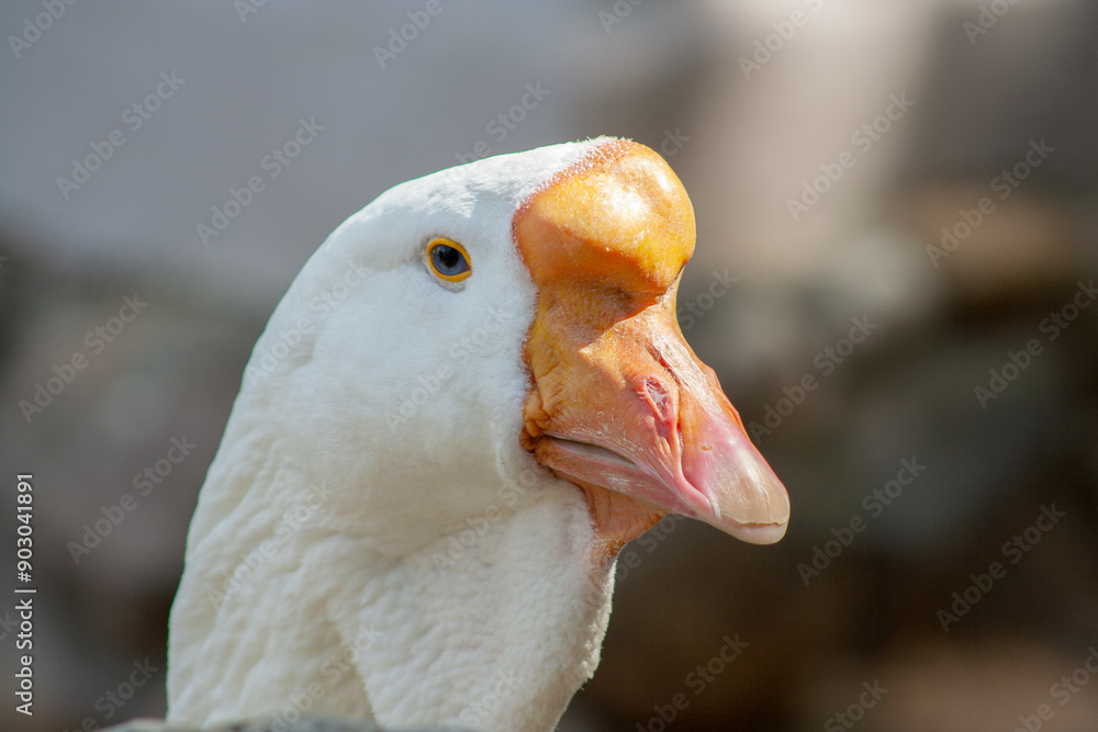 Close-up profile of a white goose (Kholmogorsk white goose) Close-up profile of a white goose (Kholmogorsk white goose)
