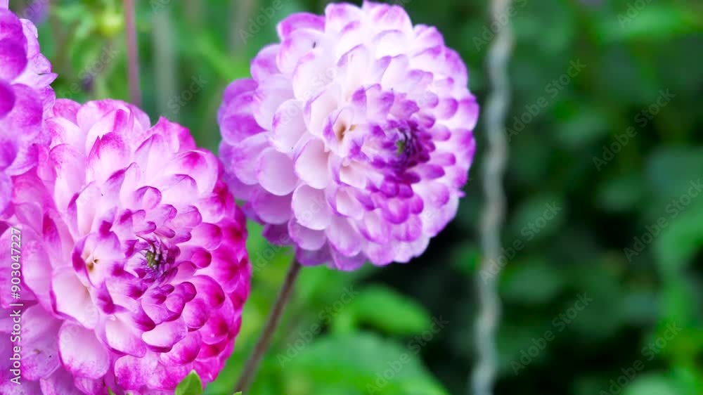 Colorful Dahlia Flowers Blooming in a Vibrant Garden During Late Spring Colorful Dahlia Flowers Blooming in a Vibrant Garden During Late Spring