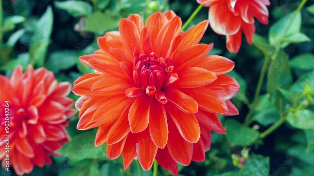 Beautiful Orange Dahlia Blooming in a Garden During Late Spring Afternoon Beautiful Orange Dahlia Blooming in a Garden During Late Spring Afternoon