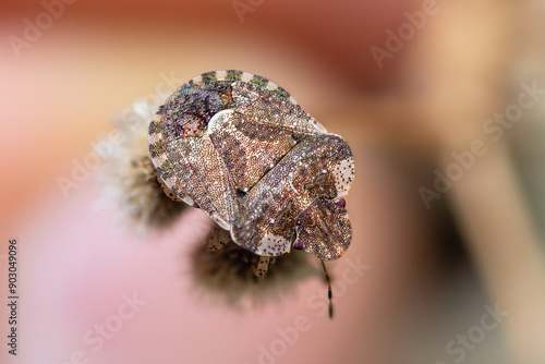 White-Shouldered Shieldbug, Dyroderes Umbraculatus photo