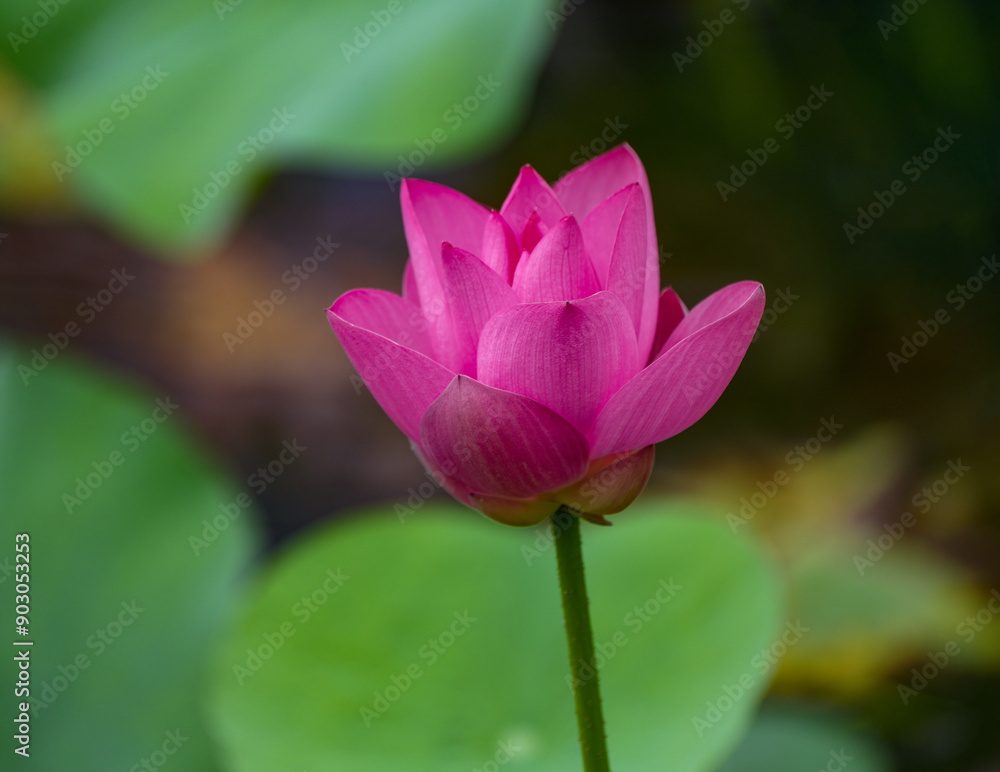 close up on pink lotus flower with green leaves close up on pink lotus flower with green leaves
