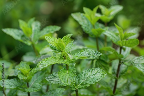 Wallpaper Mural Mentha Citrata. Citrus Lemon Mint Herb Plant in Green Garden Torontodigital.ca