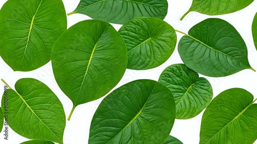 Lush green leaves with intricate veins against a white background.