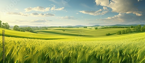 Green grass field and blue sky summer