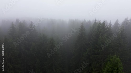 aerial flight over dark spruce forest with fog