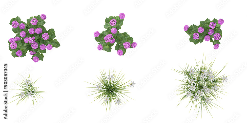 Hydrangea macrophylla,Zephyranthes candida palnts with transparent background, 3D rendering,Top view Hydrangea macrophylla,Zephyranthes candida palnts with transparent background, 3D rendering,Top view