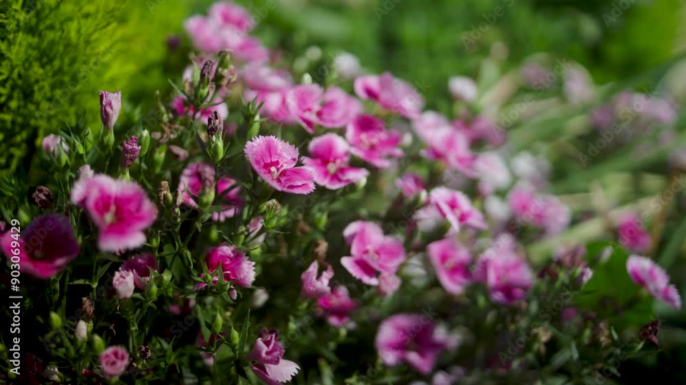 Vertical 4K slow motion track of person hands with flower arrangement of White and Pink Wedding Flowers Including Roses, Lavender, and Lilies Vertical 4K slow motion track of person hands with flower arrangement of White and Pink Wedding Flowers Including Roses, Lavender, and Lilies