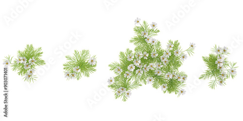 Top view of Cosmos bipinnatus Palnts isolated on white background, tropical trees isolated used for architecture