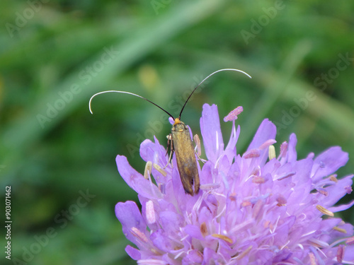Slika na platnu Scabious longhorn moth (Nemophora metallica), also known as brassy longhorn, fem