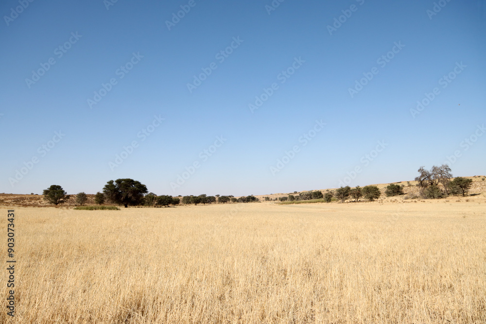 Grass growing in the Auob riverbed Kalahari Grass growing in the Auob riverbed Kalahari