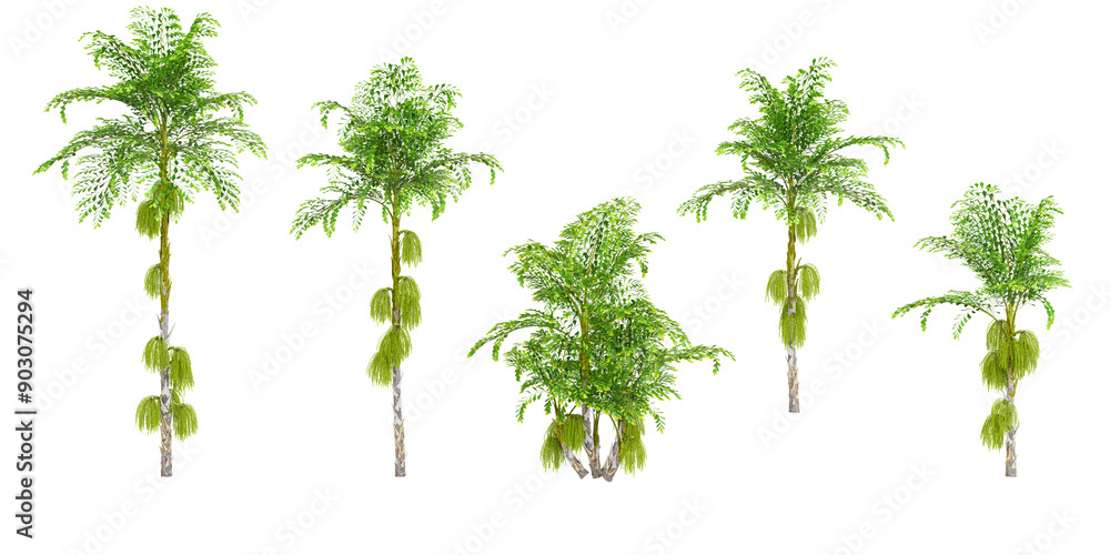 Naklejka premium 3d rendering of Clustering fishtail palm trees on transparent background