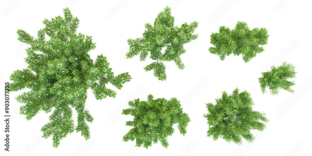 3D rendering of Rosemary plants in transparent background.Top view 3D rendering of Rosemary plants in transparent background.Top view