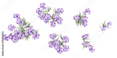 3d rendering of Sweet iris plant on transparent background from top view