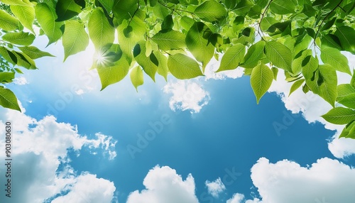 uprisen angle view of green leaves with white clouds and blue sky in background photo