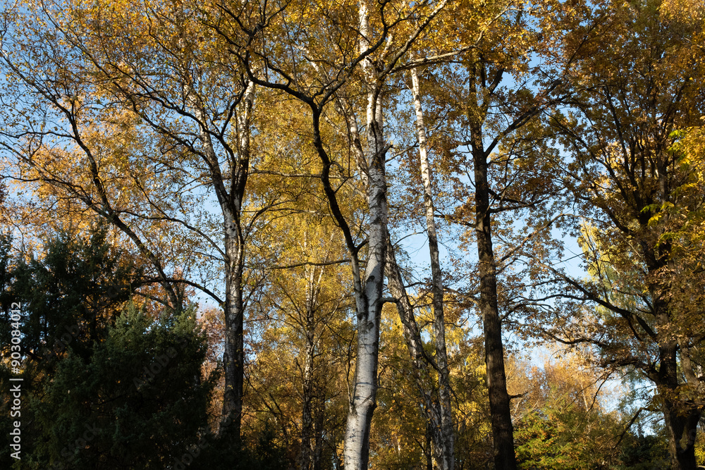Fototapeta premium Autumn landscape with blue sky, bottom view. Background of autumn forest for publication, poster, screensaver, wallpaper, postcard, banner, cover, post. High quality photo
