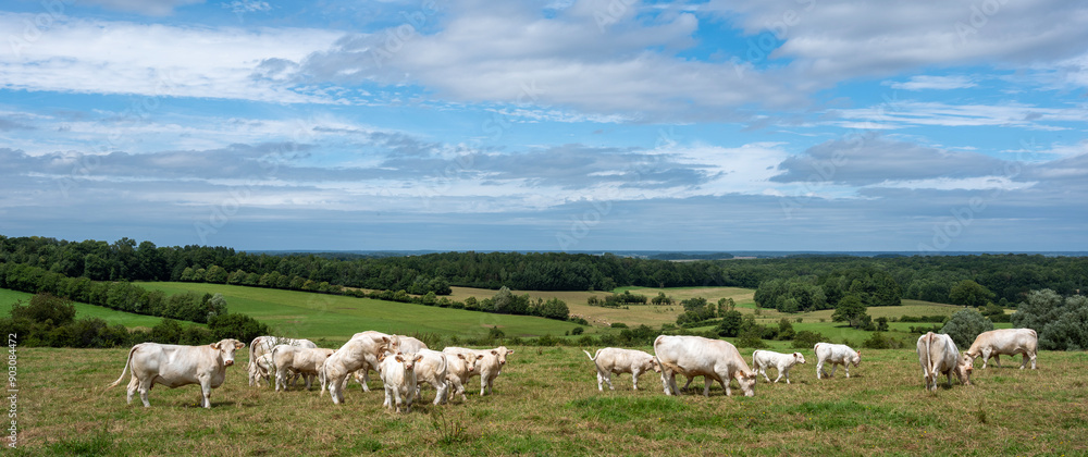 white cows in rural landscape of french ardennes at sunset white cows in rural landscape of french ardennes at sunset