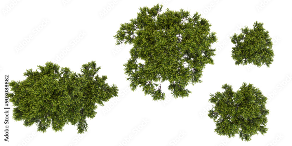 collection of Stone pine trees beautiful isolated on white background from top view collection of Stone pine trees beautiful isolated on white background from top view