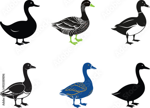 Duck vector images