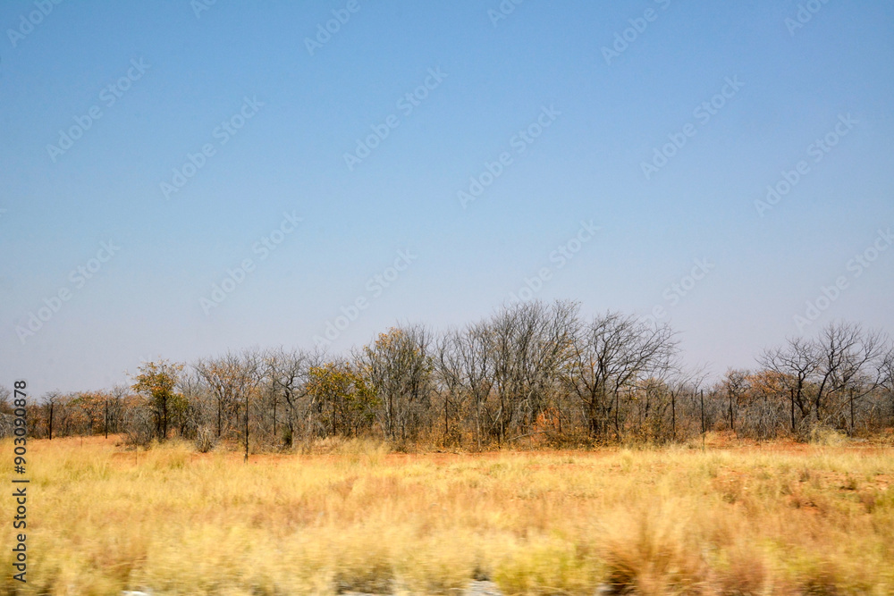 View of small small trees in desert area under burning sun and blue sky View of small small trees in desert area under burning sun and blue sky