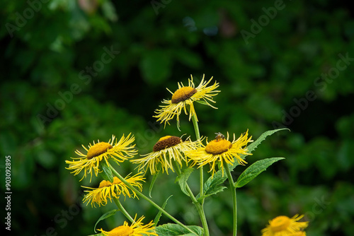 Bright yellow Inula ensifolia flowers in full bloom against lush green foliage in a close-up shot.