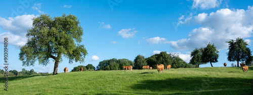 brown limousin cows in green countryside of champagen ardennes in france