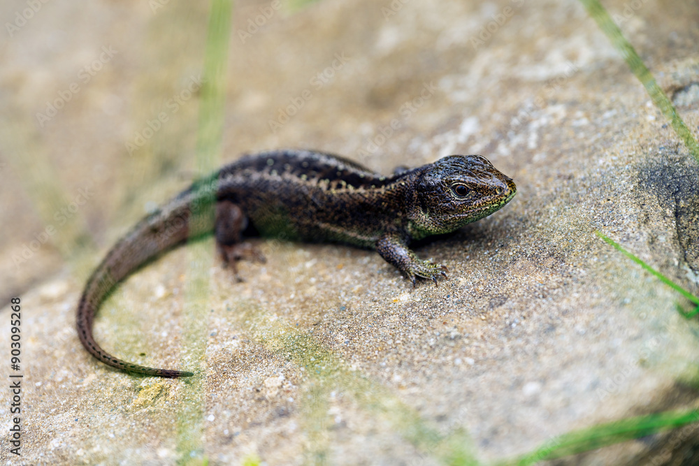 Common lizard close up on the rock selctive focus Common lizard close up on the rock selctive focus