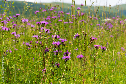 Greater knapweed meadow in Bieszczady Poland at sunny day photo