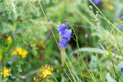 Toothed narrow-leaved bellflower at sunny day in Bieszczady Poland Carpatia