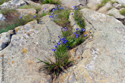 Toothed narrow-leaved bellflower on rocks at sunny day in Bieszczady Poland Carpatia