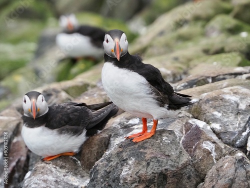 Puffin farne islands northumberland