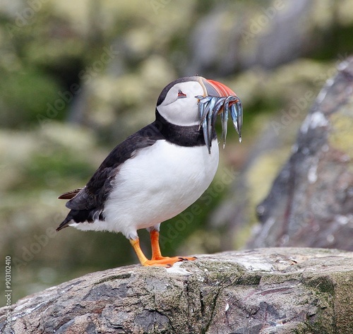 atlantic puffin or common puffin farne islands