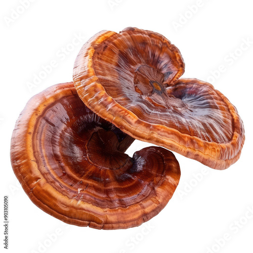 Close-up Image of Reishi Mushrooms with Detailed Texture and Orange-Brown Coloration photo