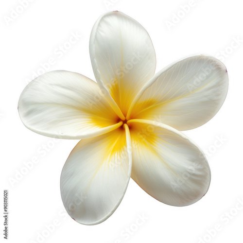 Close-Up of Beautiful White Frangipani Flower with Yellow Center and Green Background