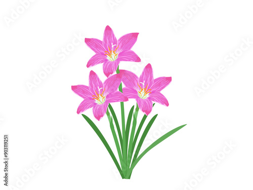 Zephyranthes minuta on a white background.