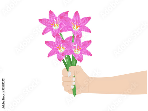 Zephyranthes minuta on a white background.
