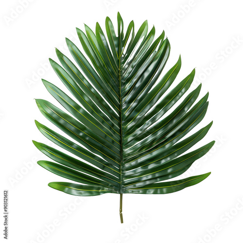 Vibrant Green Palm Leaf with Tropical Serenity and Natural Beauty photo