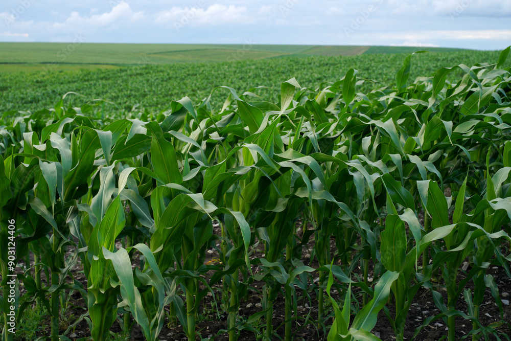Green corn field with sky and clouds. Panoramic view of young corn field plantation growing up. Green corn field with sky and clouds. Panoramic view of young corn field plantation growing up.