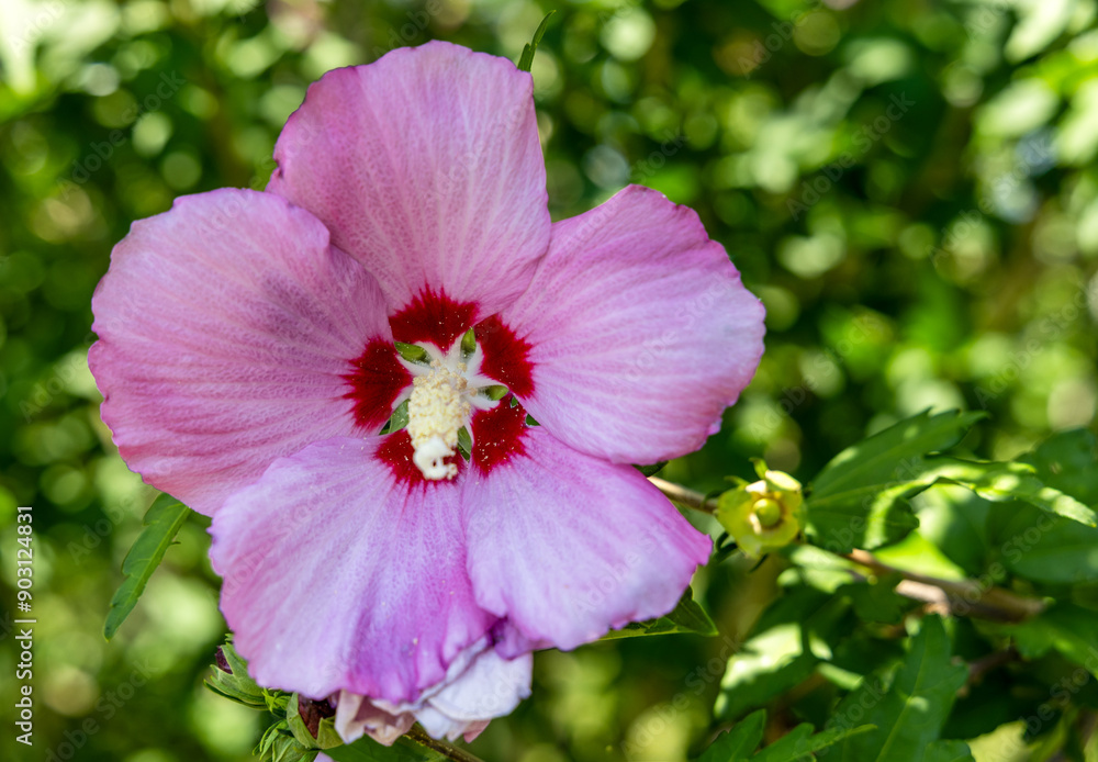 Light Pink Flowers of Rose of Sharon (Hibiscus Syriacus) in Full Bloom Light Pink Flowers of Rose of Sharon (Hibiscus Syriacus) in Full Bloom