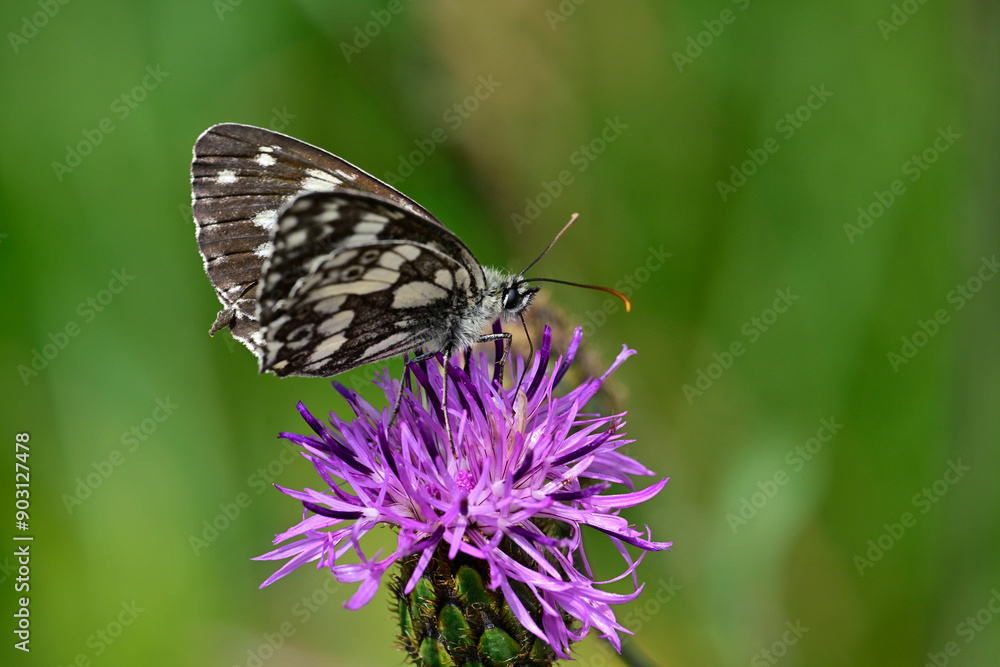 Schachbrett (Melanargia galathea) auf Skabiosen-Flockenblume (Centaurea scabiosa) // Marbled white on a greater knapweed Schachbrett (Melanargia galathea) auf Skabiosen-Flockenblume (Centaurea scabiosa) // Marbled white on a greater knapweed