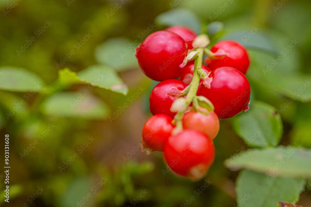 A detailed close up of vibrant red berries growing on a branch with green leaves. The background is blurred, creating a soft and natural feel.
